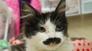 Feline Fine: New Home For Abandoned Moustache Cat