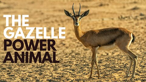 The Gazelle Power Animal