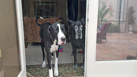 Cozy Great Danes Don't Want To Go Out In The Rain
