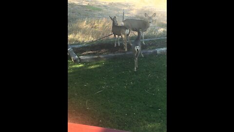 A wonderful visit in the morning from the deer turned to a good goodmorning!