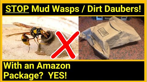 How to Get Rid of Mud Wasps / Dirt Daubers!