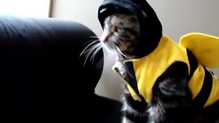 Epic fail for cat's bumble bee Halloween costume