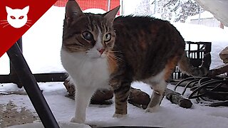 Hungry cats in snowy winter - Feeding Cats