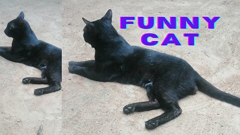 Black cat |kitten |funny animals |#cat |#Shorts