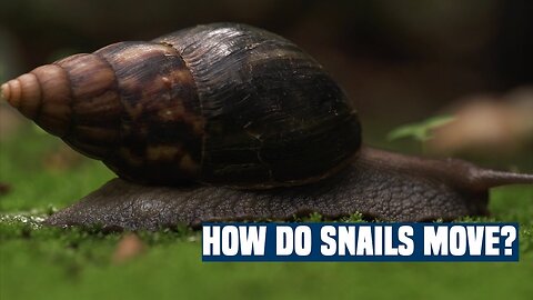 How Snails Move ZOOM in Video Free HD Videos No Copyright