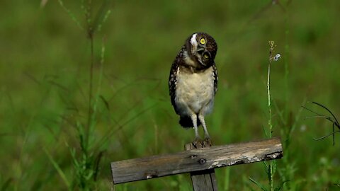 Baby Owl Loves Head Bobbing