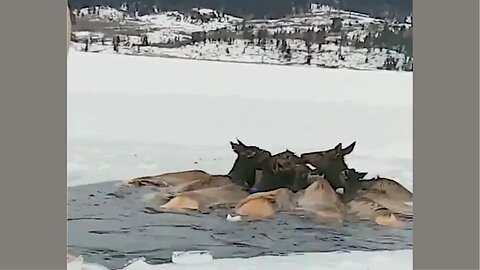 Wyoming Residents Rescue Trapped Elk 😎👌👍