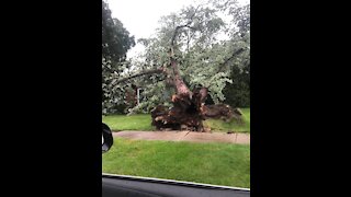 Storms uproot trees, knock down power lines across metro Detroit