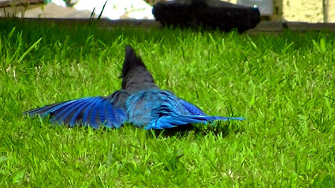 IECV NV #533 - 👀 Steller's Jay Sun Bathing In The Backyard 🐦 5-6-2018