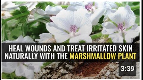 Heal wounds and treat irritated skin naturally with the marshmallow plant
