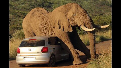 Tales Carved in Trunks: The Emotional Elegance of Elephants in Africa