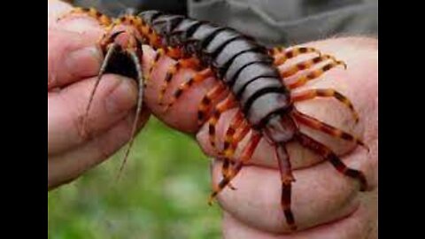 Centipede the size of king kong