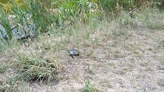 Just a turtle, right in the park, trying to run away