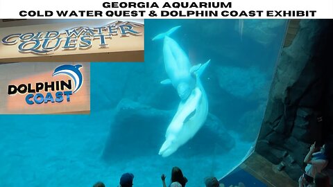 The Georgia Aquarium: Cold Water Quest & Dolphin Coast Exhibit!