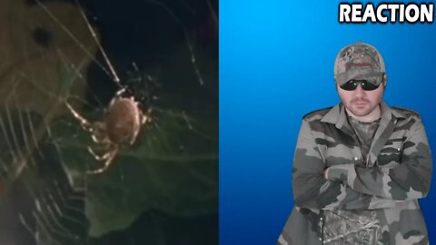Spiders On Drugs (Andrew Struthers) REACTION!!! (BBT)
