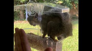 Fearless squirrel eats 1" from human hand!