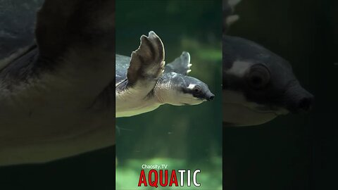 🌊 #AQUATIC - Snout of Wonder: Pignosed Turtle's Serene Swim 🦈