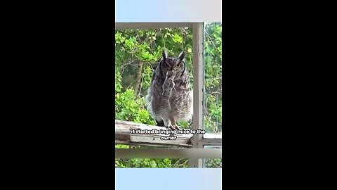 Owl bring breakfast for owner save his life🤣❤️