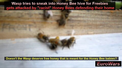 Are Honey Bees "Racist" Too? Honey Bees Protect Their Hive & Honey From Intruder Bumble Bees & Wasps