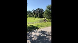 Horses in pasture