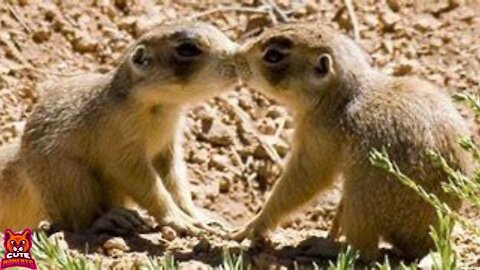 Prairie Dogs Kissing, Screaming, Barking, and BEING AWESOME