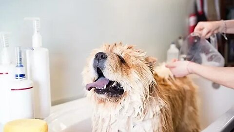 O MELHOR Shampoo e Condicionador Antialérgico para Cães | Dr. Edgard Gomes