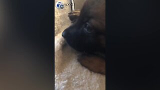 Woman thinks she’s getting a free dog in Detroit, winds up with a hyena