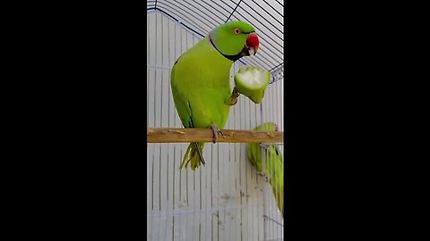 Parrot Talk And Smart🤣😂 #mitho #parrotshorts