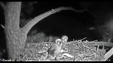 The Owlet Gets The Rest of The Snake 🦉 4/3/22 22:45