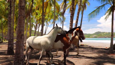 Colorful, wild horses near exotic beach