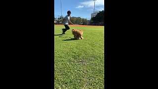 Soccer puppy