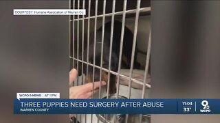3 puppies in Warren County need surgery after abuse