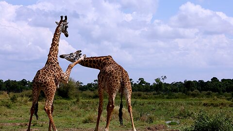 Giraffe brothers playfighting on the African plain shows the beauty of animals in the wild
