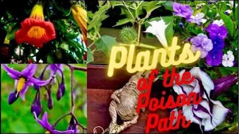 Plants of the Poison Path: Myths and Medicine of Solanacea (Datura, Nightshade, Brumansia, y más)