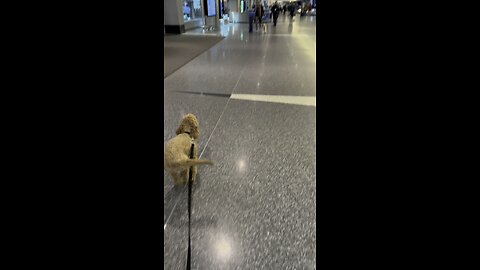 Golden Doodle’s warm airport greeting