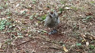 Australian Wood Duck, ( Video 5 )