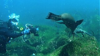 Playful sea lion acts jealous when marine iguana gets attention