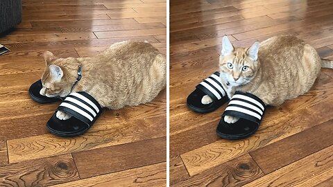Funny Cat Is Obsessed With Putting On His Owner's Shoes
