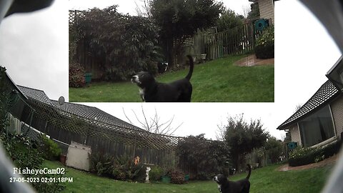 Charlie Roo Barking caught on 180 fisheye 4k Camera -Dog Kelpie-Collie cross- The Out There Channel