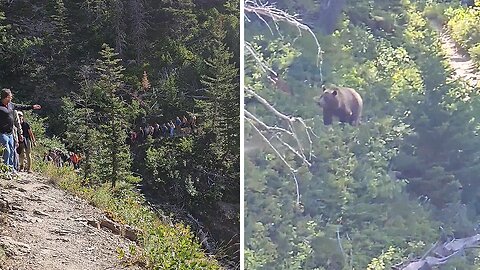 Intrigued Grizzly Stalks Hikers In Canada