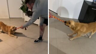 Golden Retriever Loves To Play Drifting Version Of Tug-of-war