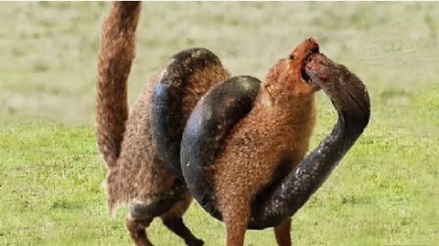 Mongoose vs Cobra Real Fight - Wildlife documentary 2021.