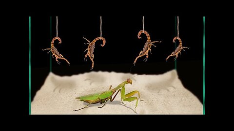 WHAT IF A PRAYING MANTIS SEES SCORPIONS_ MANTIS Versus 12 Scorpions [Live Feeding!]