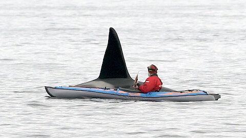 Extremely close orca encounter for kayaker in Northern Norway