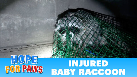Injured and feisty baby raccoon doesn't surrender without a fight.