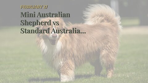 Mini Australian Shepherd vs Standard Australian Shepherd