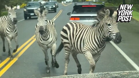 Zebras take over road in Washington state: 'What the hell?'