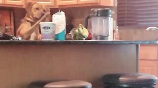 Dog gives compelling argument as to why he wanted a smoothie