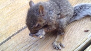 Lost And Hungry Baby Squirrel Enjoys The Taste Of Walnut