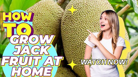 how to grow jackfruit I Jackfruit for Vegans and Vegetarians I Amazed Gardening I Gardening tips